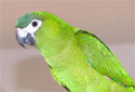 hahns mini macaw