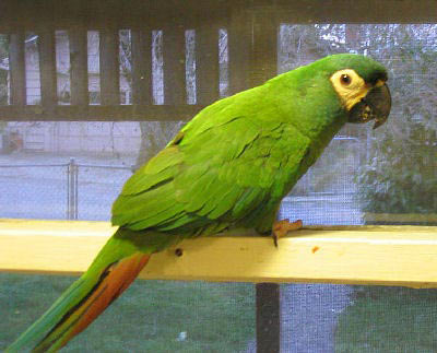 Picture of "Shilo", an Illiger's Macaw or Blue-winged Macaw
