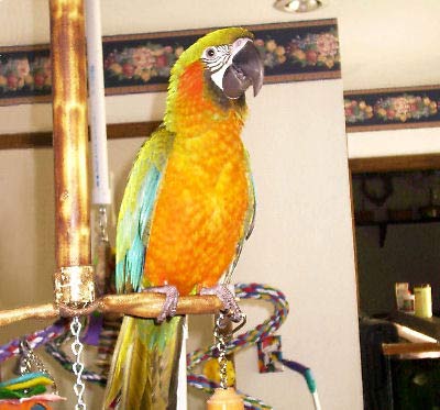 Picture of a "Mariah", a Maui Sunset Macaw (hybrid)