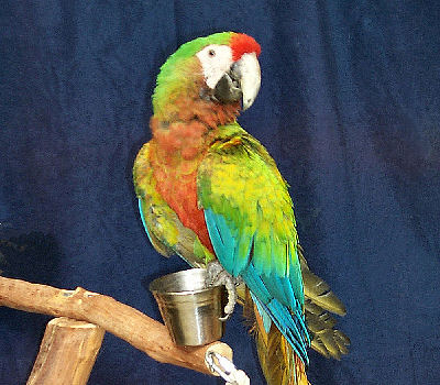 Macaws Pictures