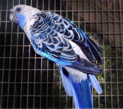 picture of parakeet