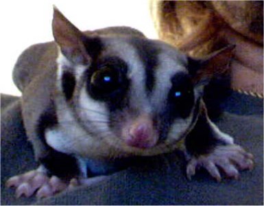 http://animal-world.com/encyclo/critters/Sugar_Gliders/Images/SugarGliderWCS1_U22Spice.jpg