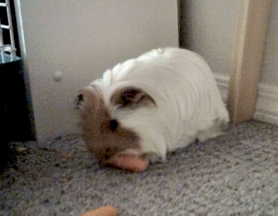 long haired guinea pig pictures