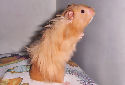 Animal-World’s Featured Pet of the Week: The Hamster!