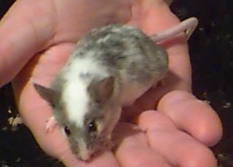 my pet mouse