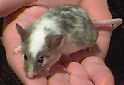 Animal-World’s Featured Pet of the Week: The Pet Mouse!