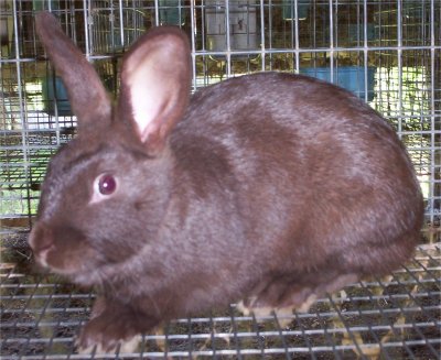 Picture of "Hammer", a Chocolate (Brown) Havana Rabbit