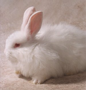 Picture of a French Angora Rabbit