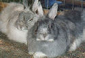 Jersey Wooly Rabbit - Oryctolagus cuniculus