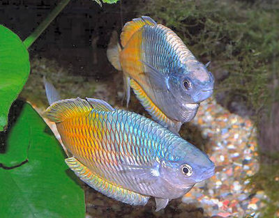 Banded Rainbow Fish