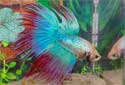 Animal-World’s Featured Pet of the Week: The Siamese Fighting Fish!