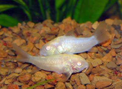 Female Cory Catfish