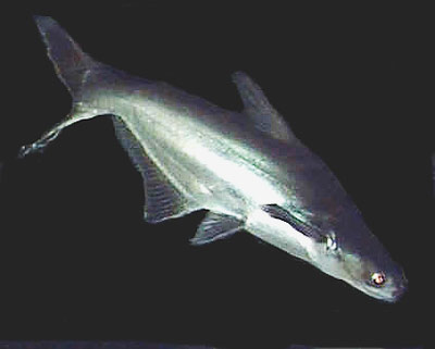 Silver Tipped Shark Catfish Diets To Lose Weight