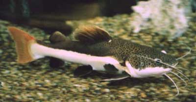 Flat Nose Catfish