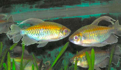 What is a Congo tetra?