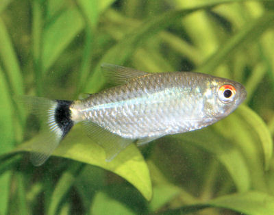 What is a red eye tetra?