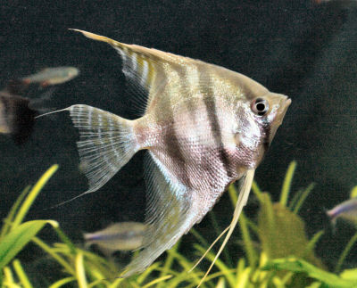 Altum Angelfish or Orinoco Angelfish