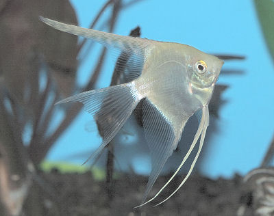 'Silver' Angelfish