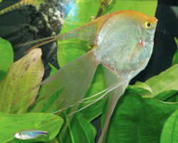 "Gold Veiltail" Angelfish