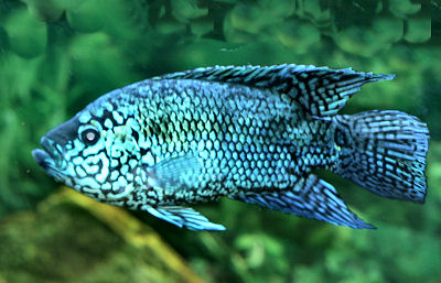 Jack Dempsey Fish on Electric Blue Jack Dempsey Cichlid  Blue Dempsey Fish Guide  Rocio
