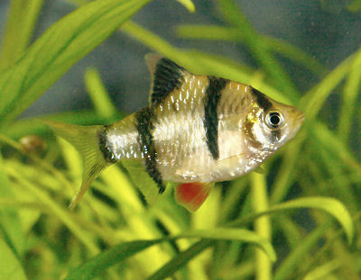 Barb Fish Types