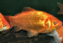 The Common Goldfish
