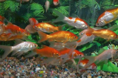 Goldfish Species Chart