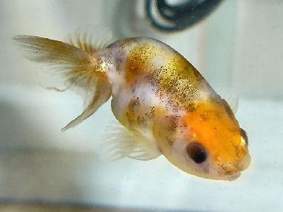 goldfish. Lionhead GoldfishChinese