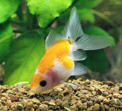 what does goldfish eggs look like. Pearlscale Goldfish