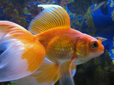 Pictures Of Goldfish. Veiltail Goldfish