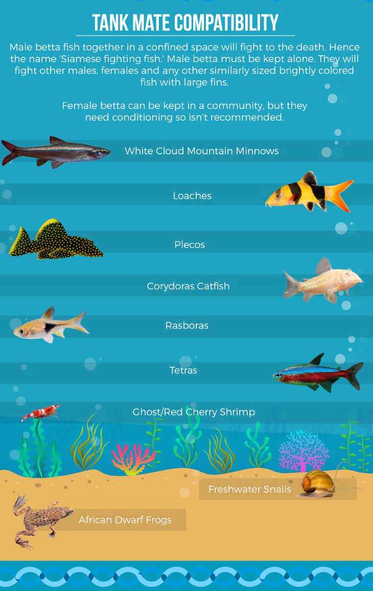 Betta Fish Chart