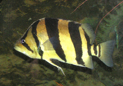 Gold%20Datnoid%20-%20Gold%20Tiger%20Datnoid%20-%20Siamese%20Tiger%20Fish%20-%20Finescale%20Tigerfish