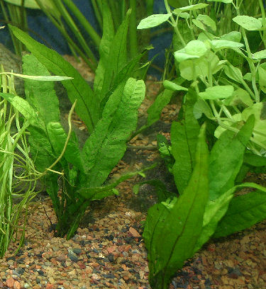 Partsflower Picture on Picture Of A Planted Aquarium With Flowering Plants And Non Flowering