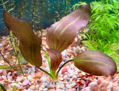 water plants aquarium