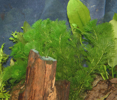 fish tank plants. Aquarium Plant Feeding and