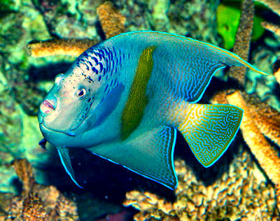 Red Sea AngelfishYellowbar Angelfish ~ Yellow-Band Angelfish