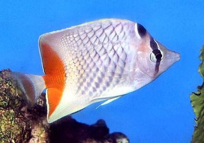 Picture of a Philippine Chevron Butterflyfish, Chaetodo