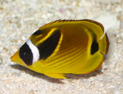 Butterfly and Angelfishes of the World Vol 2