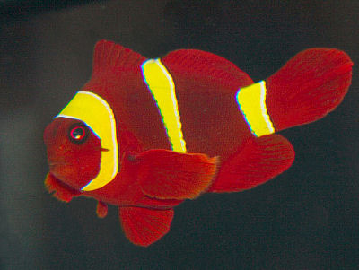 Clownfish Species Chart