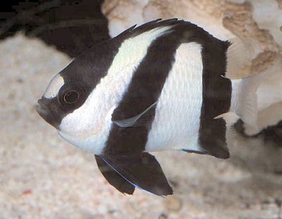 White fish with black strips