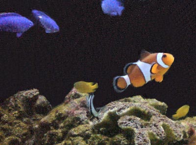 Saltwater Aquarium Fish For Beginners