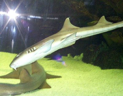 bamboo shark