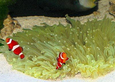 Sea Anemone Facts