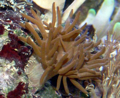 manjo anemone