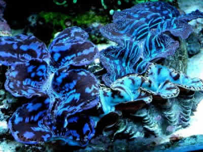 Pictures Of Giant Clam - Free Giant Clam pictures 