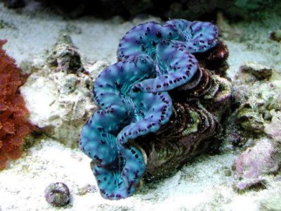 Pictures Of Giant Clam - Free Giant Clam pictures 