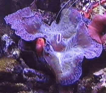 http://animal-world.com/encyclo/reef/clams/images/tridgiga.jpg