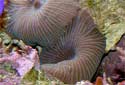Radiating Mushroom Coral