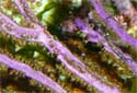 Purple Sea Blade - Pterogorgia anceps