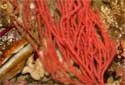 Red Gorgonian - Leptogorgia chilensis